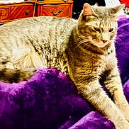 Herbie Cuddles joined the competition — help win amazing prizes! cat, tabby_cat, pet, animal, feline, domestic_animal, fur, whiskers, collar, resting, purple_blanket, furniture, wooden_dresser, indoor, cozy, relaxed, household, soft_texture, closeup, sleepy