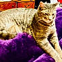 cat, tabby_cat, pet, animal, feline, domestic_animal, fur, whiskers, collar, resting, purple_blanket, furniture, wooden_dresser, indoor, cozy, relaxed, household, soft_texture, closeup, sleepy