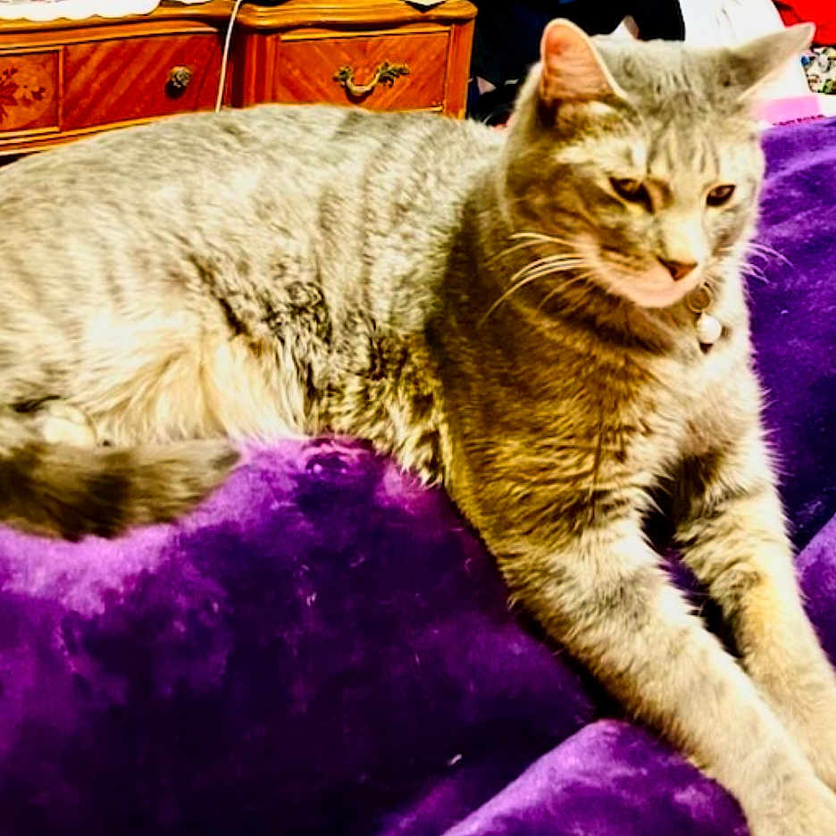 Herbie Cuddles joined the competition — help win amazing prizes! animal, cat, closeup, collar, cozy, domestic_animal, feline, fur, furniture, household, indoor, pet, purple_blanket, relaxed, resting, sleepy, soft_texture, tabby_cat, whiskers, wooden_dresser