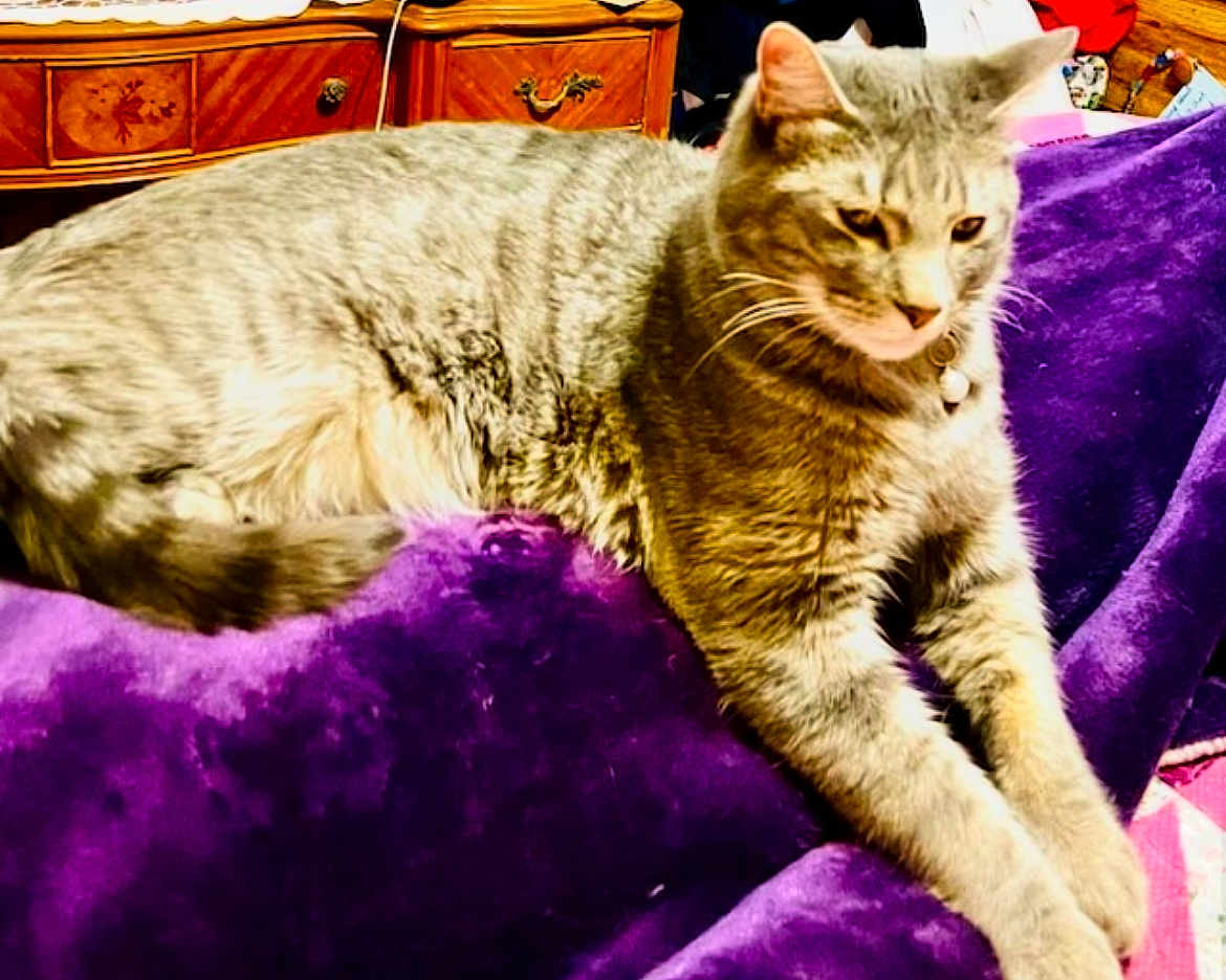 Herbie Cuddles joined the competition — help win amazing prizes! cat, tabby_cat, pet, animal, feline, domestic_animal, fur, whiskers, collar, resting, purple_blanket, furniture, wooden_dresser, indoor, cozy, relaxed, household, soft_texture, closeup, sleepy