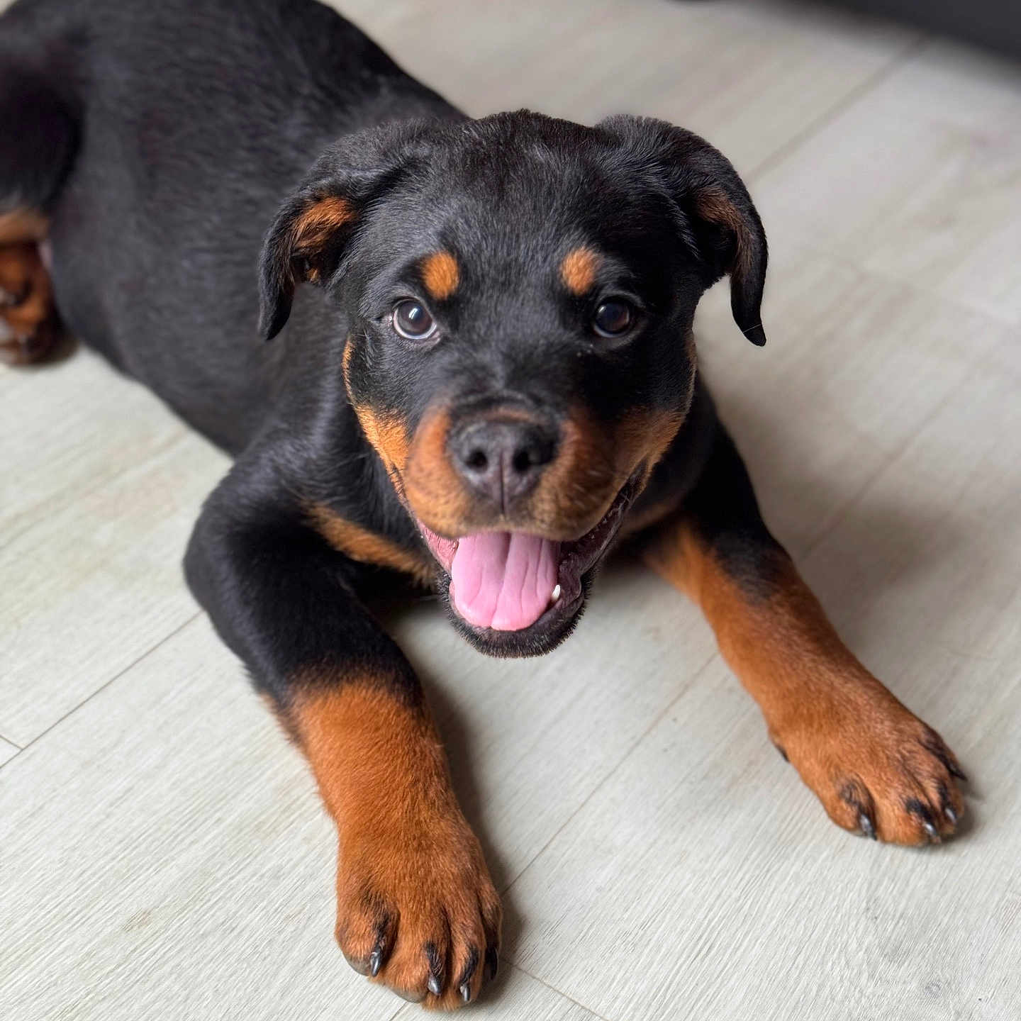 Voice participe au concours pour gagner de l'argent avec cette photo : animal, appenzeller, beagle, bodypart, boxer, canine, cockerspaniel, dog, dogbed, face, head, hound, labradorretriever, mouth, person, pet, policedog, puppy, snout, tongue