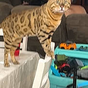Vulcan is registered to the contest to win money with this photo: cat, chair, table, living_room, furniture, toy_box, clutter, video_call, woman, glasses, indoor, spot_pattern, pet, domestic, white_chair, brown_couch, television, tablecloth, orange_toy_car, floor