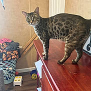 Lightning joined the competition — help win amazing prizes! cat, furniture, wooden_cabinet, indoor, laundry_basket, clothes, toy, floor, door, wall, curious, pet, feline, spot_pattern, standing, brown, room, household, decor, domestic