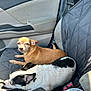 dog, car, car_interior, seat, seatbelt, cup, drink, brown_dog, black_and_white_dog, pet, resting, lying_down, small_dog, daylight, window, door_panel, seat_cover, relaxing, animal, companion