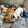 Tango is registered to the contest to win money with this photo: dog, pets, sleeping, couch, blanket, indoor, cozy, resting, fur, canine, snuggling, relaxing, home, animal, companion, multicolor, small_dog, medium_dog, lying_down, comfort