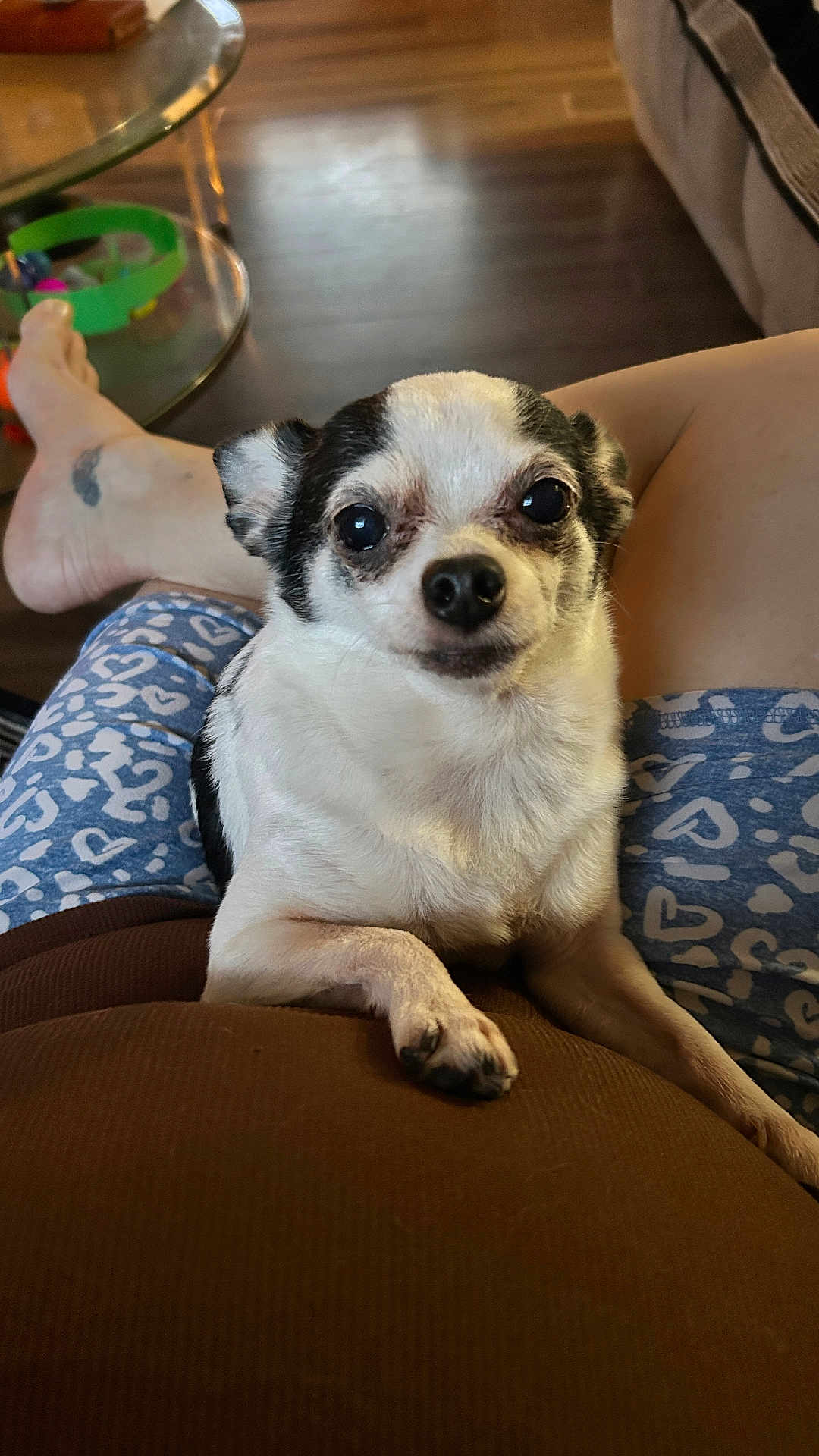 Tango joined the competition — help win amazing prizes! dog, chihuahua, pet, animal, indoor, person, lap, clothing, pattern, heart_pattern, floor, wooden_floor, table, glass_table, toy, foot, paw, black_and_white, cute, small_dog