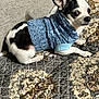 Tango joined the competition — help win amazing prizes! dog, small_dog, black_and_white, knitted_sweater, blue_sweater, couch, indoor, pet, lying_down, cozy, patterned_blanket, furniture, cute, animal, domestic_animal, portrait, side_view, resting, canine, companion