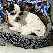 Tango joined the competition — help win amazing prizes! dog, chihuahua, pet_bed, blanket, couch, indoor, small_dog, relaxed, sleepy, cozy, fur, animal, resting, black_and_white, ears, snout, paw, domestic_pet, cute, companion