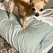 Molly Sue is registered to the contest to win money with this photo: dog, chihuahua, small_dog, tan_dog, pet, indoor, pillow, carpet, couch, blanket, wooden_floor, fur, ears, eyes, animal, cute, alert, standing, home, domestic
