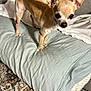 dog, chihuahua, small_dog, tan_dog, pet, indoor, pillow, carpet, couch, blanket, wooden_floor, fur, ears, eyes, animal, cute, alert, standing, home, domestic