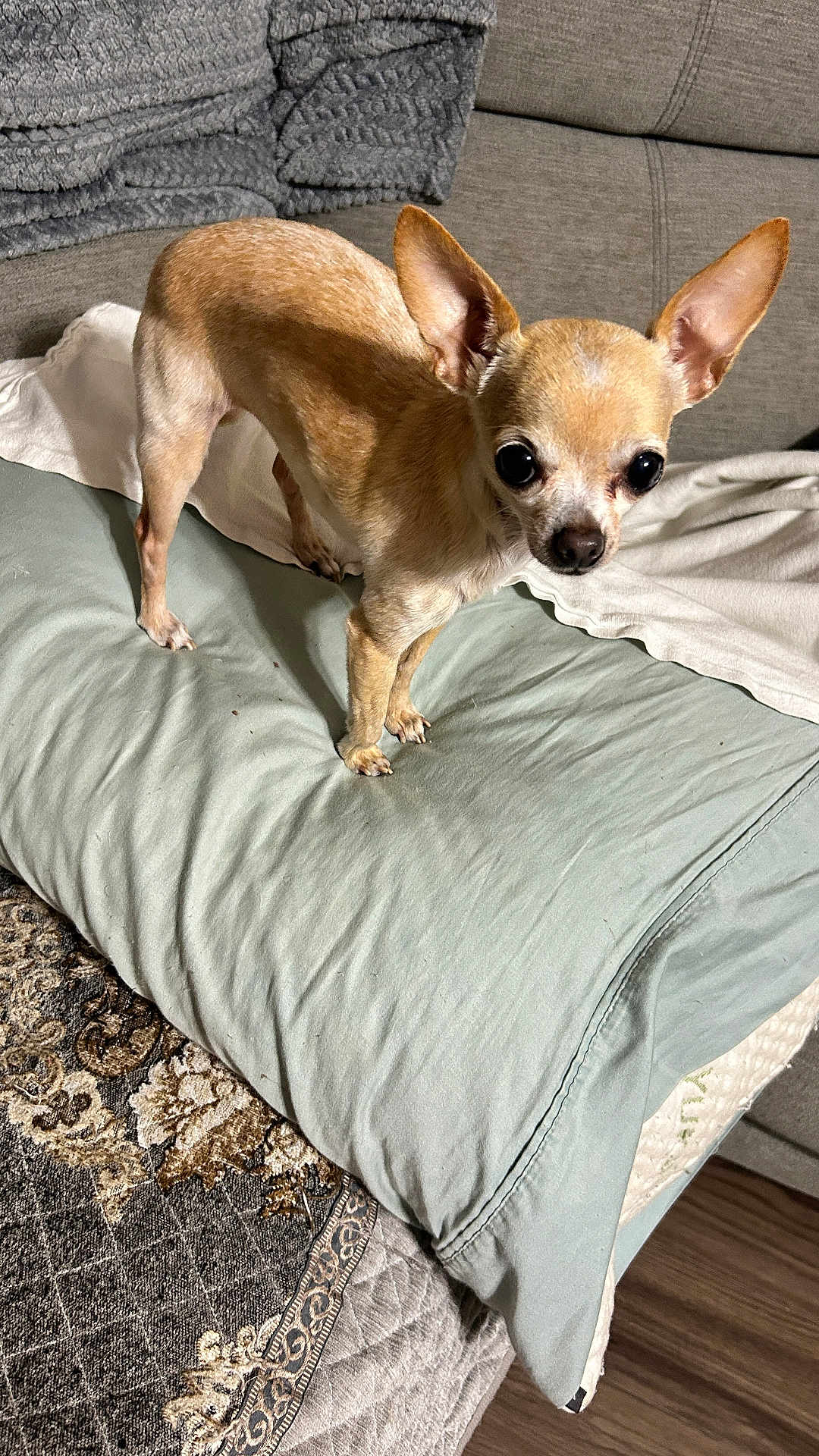 Molly Sue