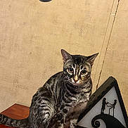 Thunder is registered to the contest to win money with this photo: tabby_cat, cat, pet, animal, wooden_table, decor, silhouette_art, nightmare_before_christmas, food_bowl, indoor, feline, paw, striped_fur, wall, illustration, eyes, sitting, tabletop, household, cute