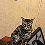 tabby_cat, cat, pet, animal, wooden_table, decor, silhouette_art, nightmare_before_christmas, food_bowl, indoor, feline, paw, striped_fur, wall, illustration, eyes, sitting, tabletop, household, cute