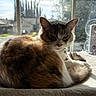 animal, blanket, cat, collar, cozy, cute, daylight, ears, face, feline, fur, home, indoor, pet, relaxed, resting, sunlight, tail, whiskers, window