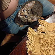 Mowgli is registered to the contest to win money with this photo: cat, tabby, kitten, pet, animal, feline, wide_eyes, whiskers, ears, fur, gray_fur, striped, sitting, lap, jeans, person, blanket, fringe, indoor, closeup