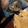 animal, blanket, cat, closeup, ears, feline, fringe, fur, gray_fur, indoor, jeans, kitten, lap, person, pet, sitting, striped, tabby, whiskers, wide_eyes