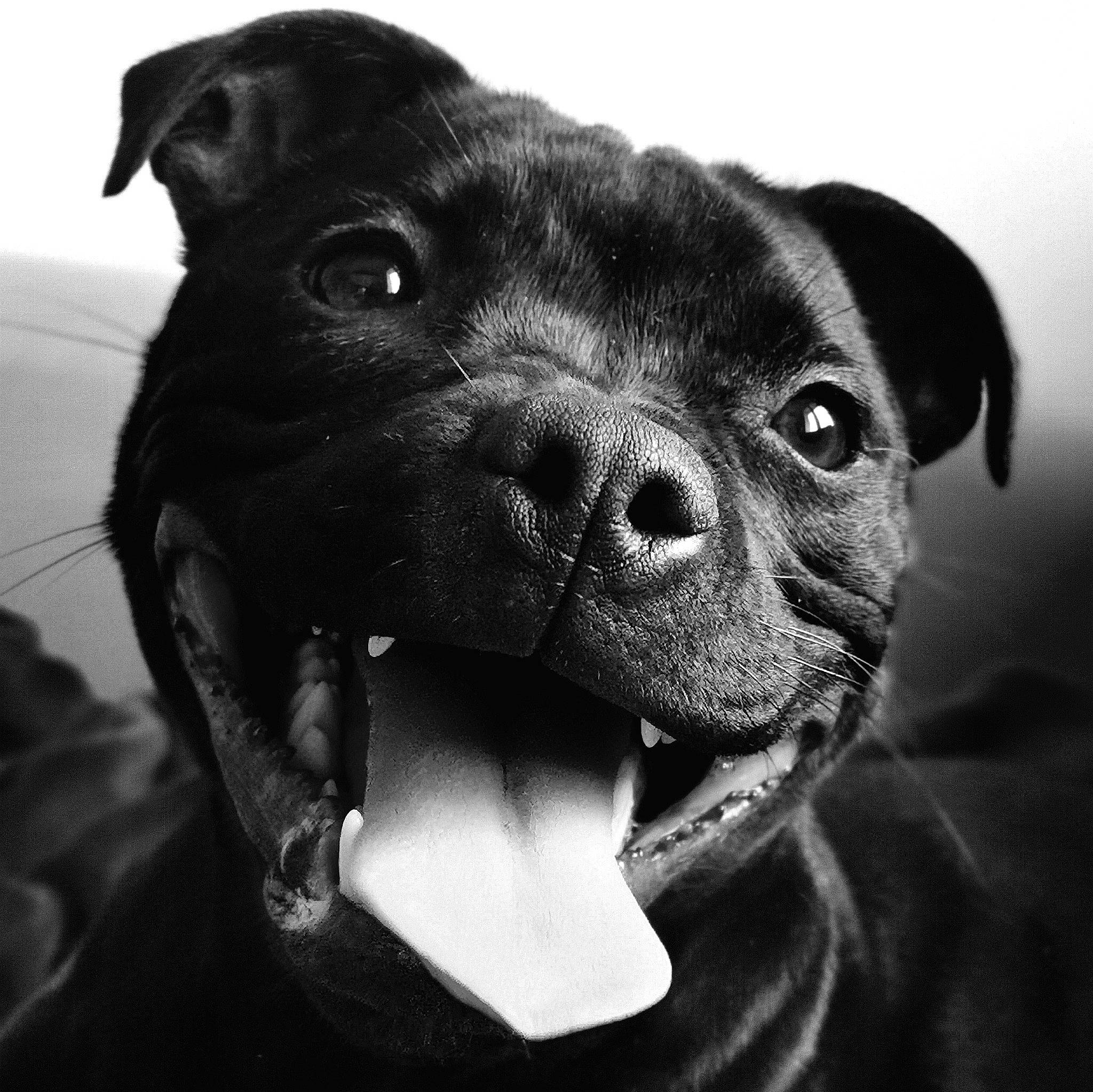 Uguette participe au concours pour gagner de l'argent avec cette photo : borador, canidae, carnivore, comfort, companion_dog, dog, dog_breed, ear, eye, fur, monochrome, monochrome_photography, non_sporting_group, puppy, snout, sporting_group, terrestrial_animal, toy_dog, whiskers, working_animal