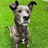 Lola is registered to the contest to win money with this photo: dog, animal, pet, sitting, outdoor, grass, green, fence, canine, muzzle, ears, closed_eyes, fur, nature, yard, playful, domestic_animal, friendly, companion, portrait