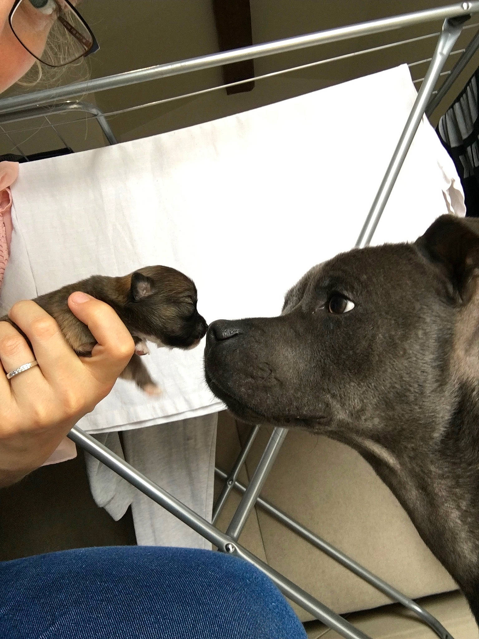 Rico a rejoint le concours — aidez-le/la à gagner de superbes lots ! canidae, carnivore, dog, dog_breed, feist, italian_greyhound, nose, snout