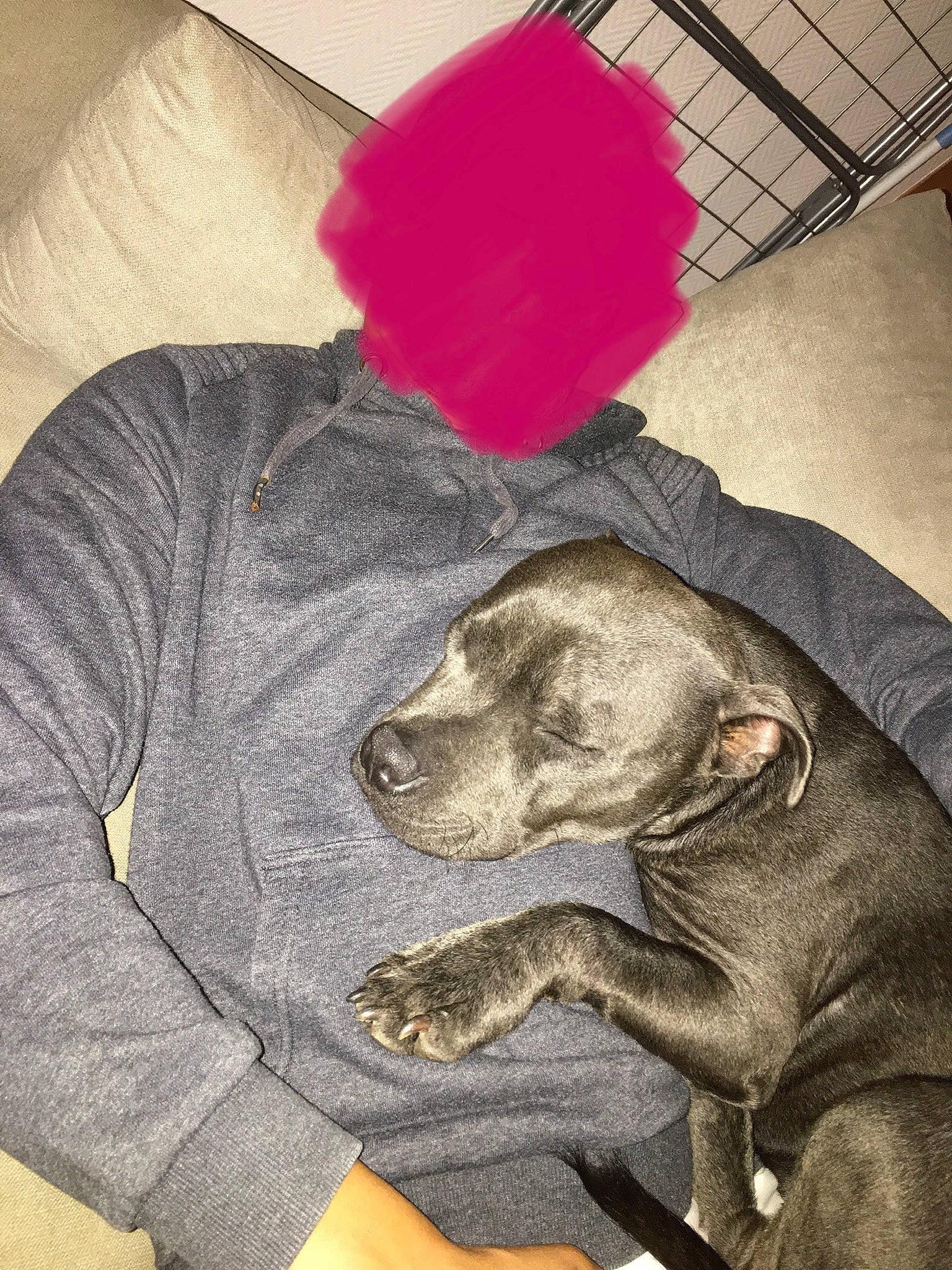 Rico a rejoint le concours — aidez-le/la à gagner de superbes lots ! canidae, carnivore, companion_dog, dog, dog_breed, ear, fawn, great_dane, guard_dog, puppy, sporting_group, weimaraner