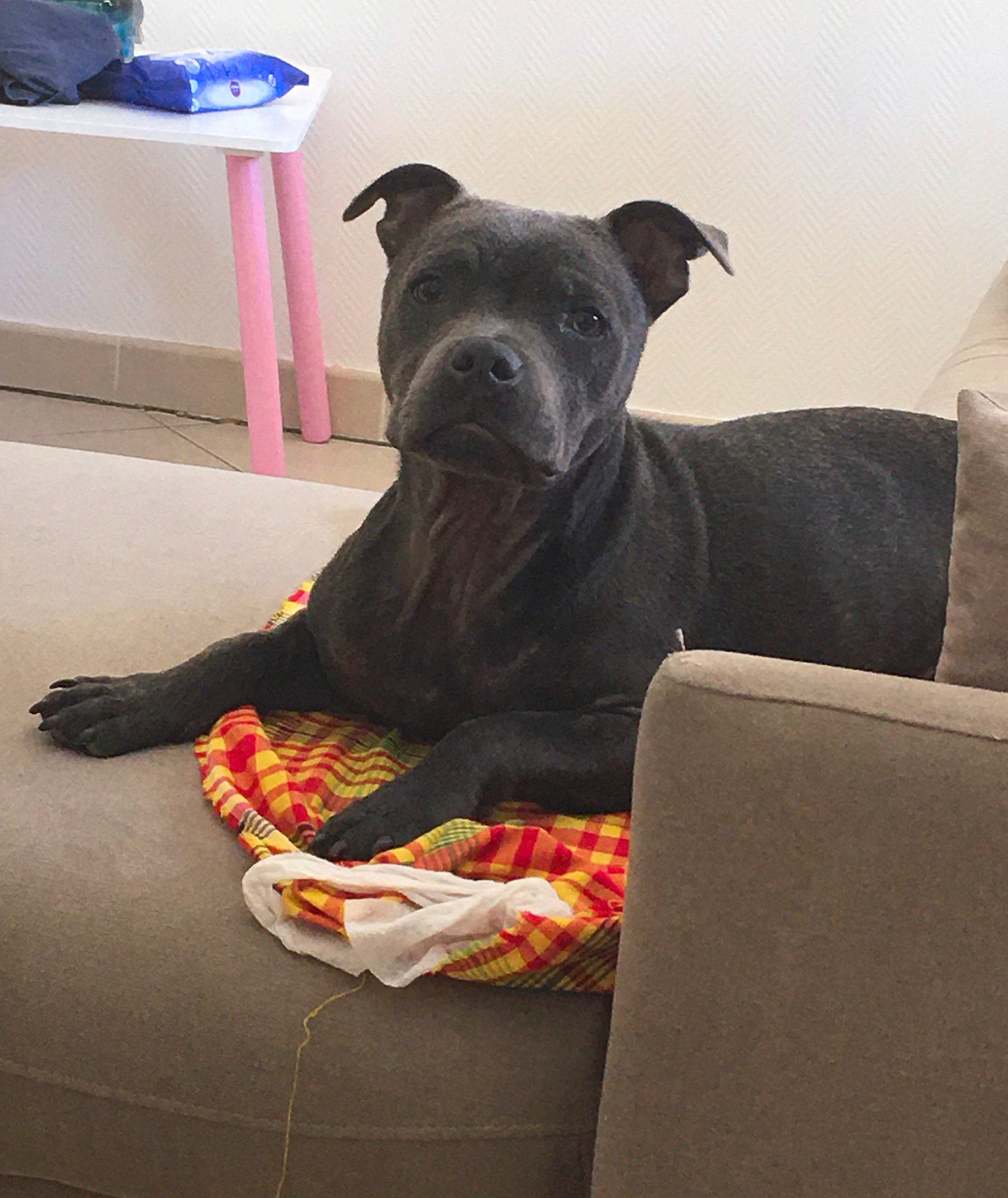 Rico participe au concours pour gagner de l'argent avec cette photo : american_pit_bull_terrier, american_staffordshire_terrier, bandog, cane_corso, canidae, carnivore, companion_dog, dog, dog_breed, fawn, non_sporting_group, snout, staffordshire_bull_terrier