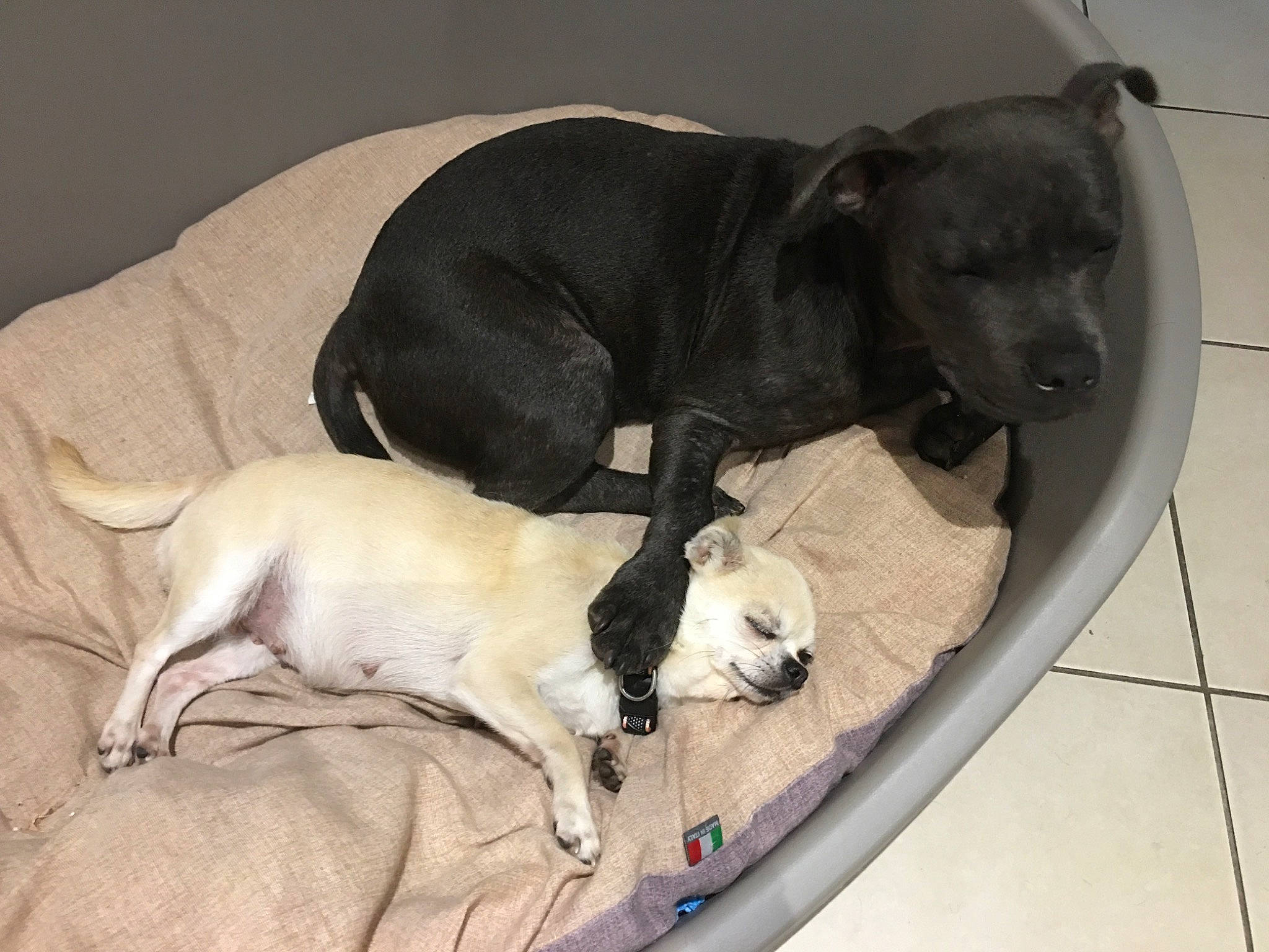 Rico a rejoint le concours — aidez-le/la à gagner de superbes lots ! american_pit_bull_terrier, canidae, carnivore, companion_dog, dog, dog_bed, dog_breed, fawn, mammal, non_sporting_group, sporting_group, vertebrate