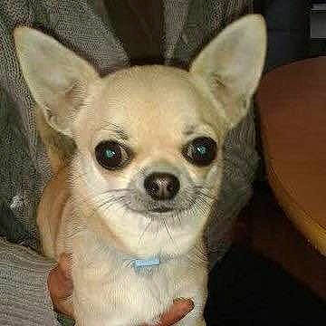 Litchi participe au concours pour gagner de l'argent avec cette photo : ancient_dog_breeds, canidae, carnivore, chihuahua, companion_dog, corgi_chihuahua, dog, dog_breed, ear, eye, fawn, head, mammal, nose, puppy, snout, sporting_group, toy_dog, vertebrate, whiskers