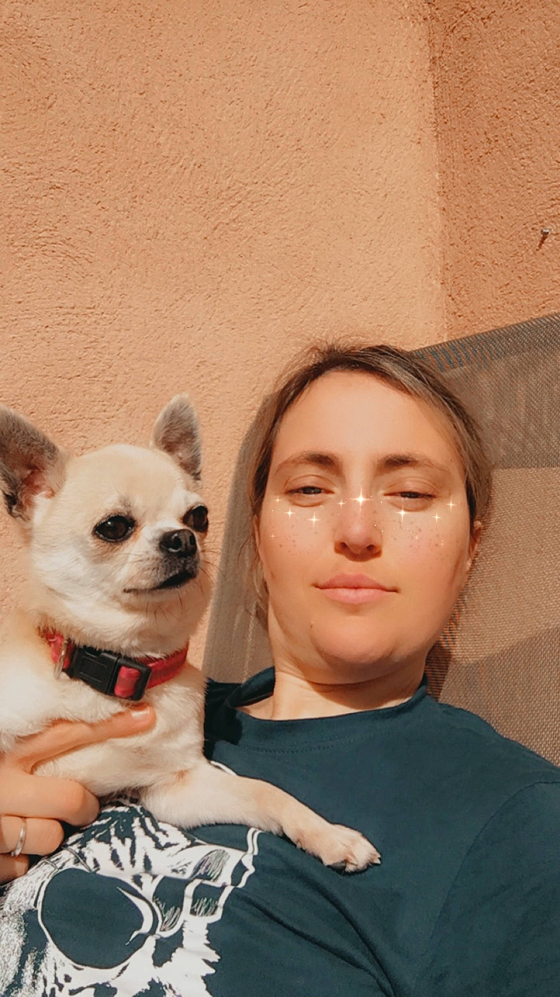 Litchi a rejoint le concours — aidez-le/la à gagner de superbes lots ! canidae, carnivore, chihuahua, companion_dog, dog, dog_breed, ear, eye, fawn, head, mammal, puppy, puppy_love, skin, snout, toy_dog, vertebrate