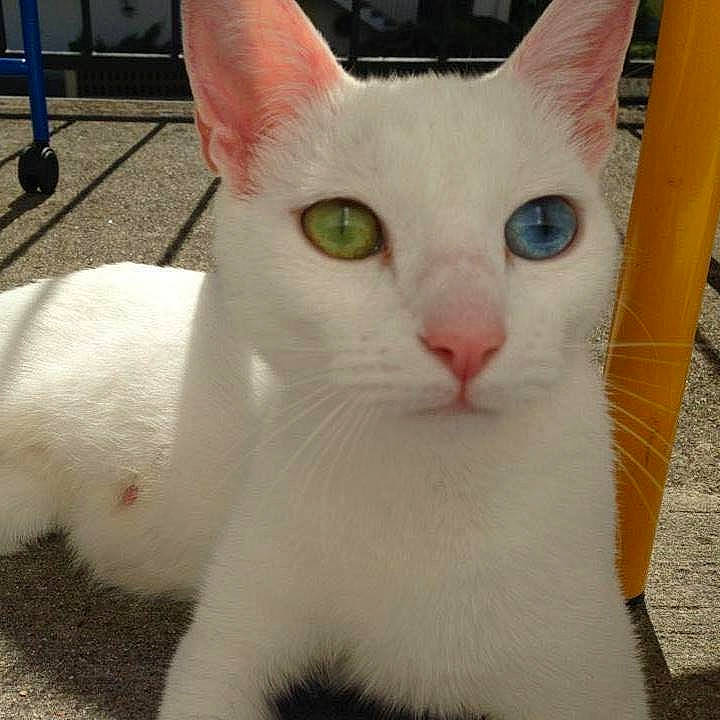 Duchesse a rejoint le concours — aidez-le/la à gagner de superbes lots ! aegean_cat, asian, burmilla, carnivore, cat, colorpoint_shorthair, domestic_short_haired_cat, eye, felidae, german_rex, japanese_bobtail, javanese, khao_manee, mammal, small_to_medium_sized_cats, snout, turkish_angora, turkish_van, vertebrate, whiskers