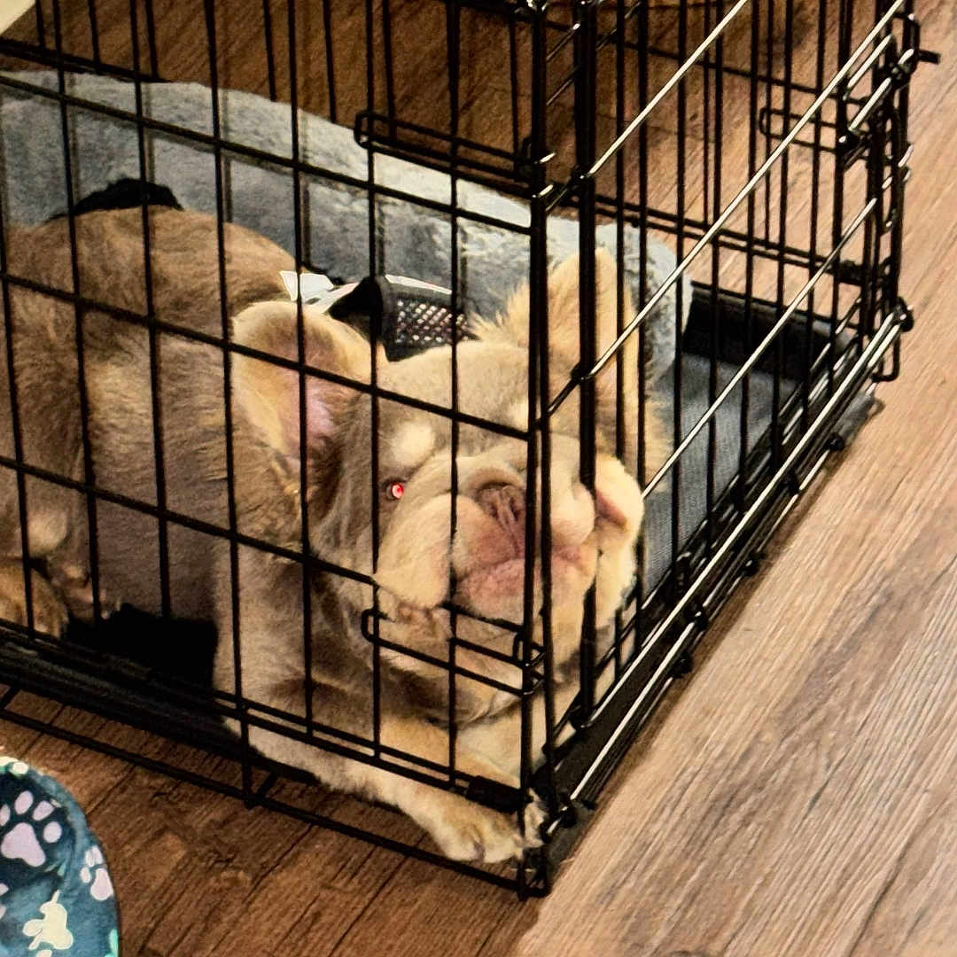 Ap. is registered to the contest to win money with this photo: animal, bear, bulldog, cage, canine, clothing, den, dog, doghouse, footwear, frenchbulldog, germanshepherd, indoors, interiordesign, kennel, pet, pug, puppy, rabbit, shoe