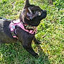 black_cat, cat, pet, animal, grass, outdoor, sunlight, harness, collar, leash, nature, greenery, fur, whiskers, ears, alert, side_view, small_flower, daylight, walking