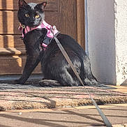 Wako participe au concours pour gagner de l'argent avec cette photo : black_cat, cat, pet, harness, leash, door, doormat, sunlight, shadow, outdoor, animal, feline, curious, sitting, fur, golden_eyes, wood, texture, closeup, domestic_animal