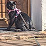 black_cat, cat, pet, harness, leash, door, doormat, sunlight, shadow, outdoor, animal, feline, curious, sitting, fur, golden_eyes, wood, texture, closeup, domestic_animal