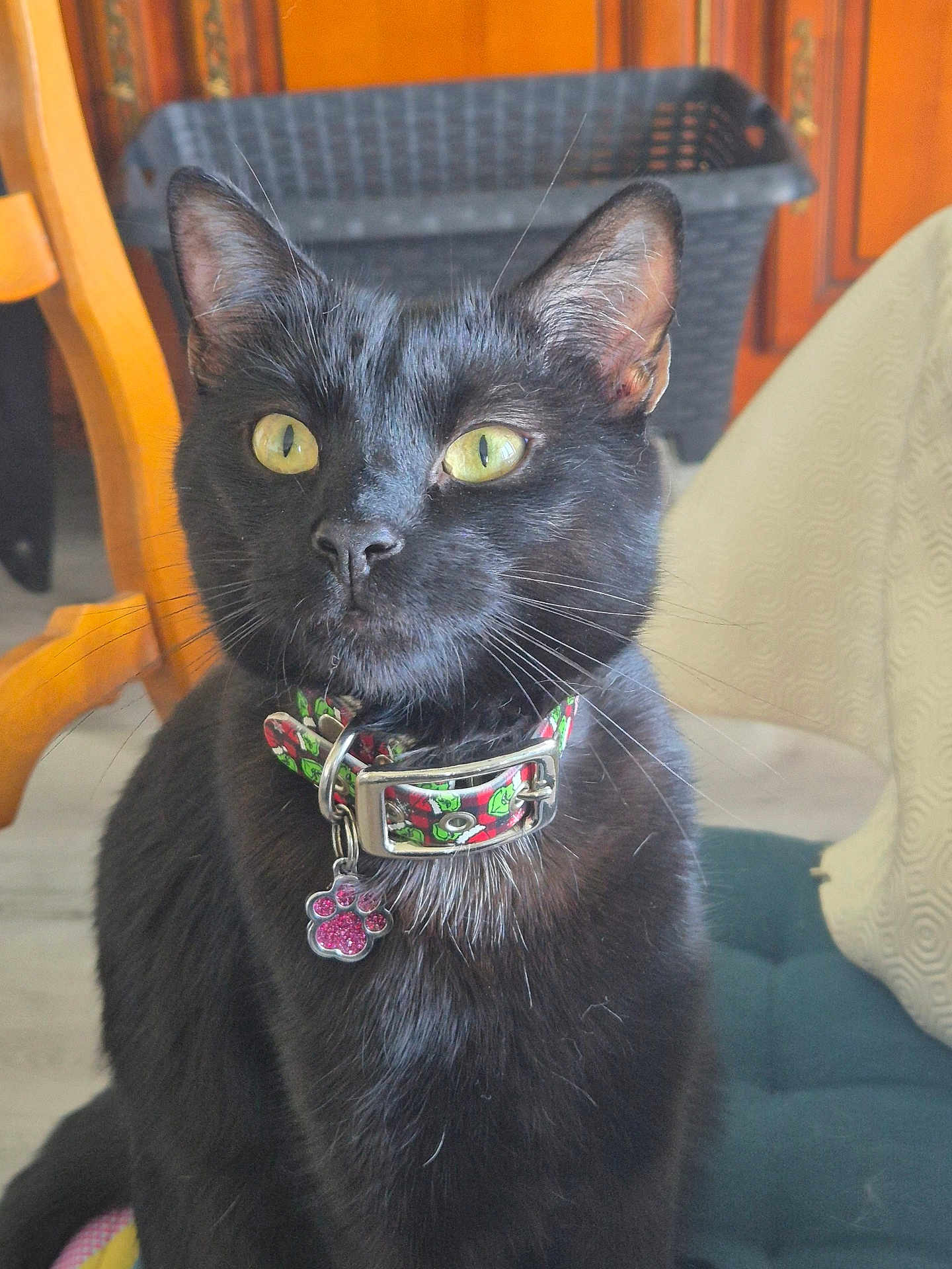Wako participe au concours pour gagner de l'argent avec cette photo : black_cat, cat, indoor, pet, collar, yellow_eyes, feline, animal, domestic_cat, whiskers, charming, cute, sitting, close_up, household, furniture, wooden_chair, basket, pink_paw_charm, curious