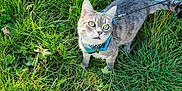 Speedy participe au concours pour gagner de l'argent avec cette photo : cat, tabby_cat, green_eyes, grass, outdoor, pet, animal, leash, harness, nature, curious, fur, mammal, whiskers, small_animal, domestic_animal, greenery, daylight, cute, alert