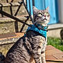Speedy participe au concours pour gagner de l'argent avec cette photo : cat, tabby, harness, outdoor, sunlight, stairs, tiles, green_eyes, whiskers, fur, pet, animal, sitting, collar, leash, daylight, background, blue, garden, curious
