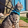 Speedy participe au concours pour gagner de l'argent avec cette photo : cat, tabby_cat, leash, harness, collar, outdoor, sunlight, tiles, stairs, blue_door, pet, feline, sitting, side_profile, green_eyes, fur, whiskers, shadow, close_up, animal