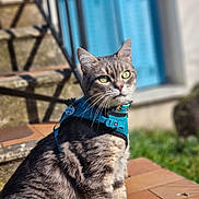 Speedy a rejoint le concours — aidez-le/la à gagner de superbes lots ! cat, tabby_cat, pet, animal, outdoor, steps, harness, greenery, sunlight, whiskers, feline, ears, fur, closeup, portrait, window, blue, nature, sitting, domestic_cat