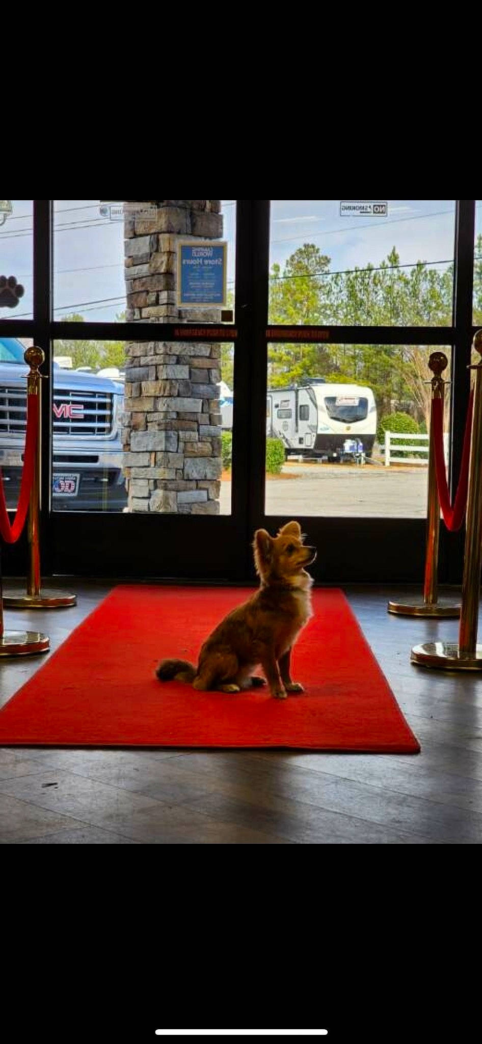 Remy is registered to the contest to win money with this photo: airedale_terrier, canidae, carnivore, companion_dog, dog, dog_breed, fawn, felidae, floor, flooring, leisure, room, shade, small_to_medium_sized_cats, sporting_group, tail, toy_dog, tree, window, wood