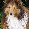 Bruno B.