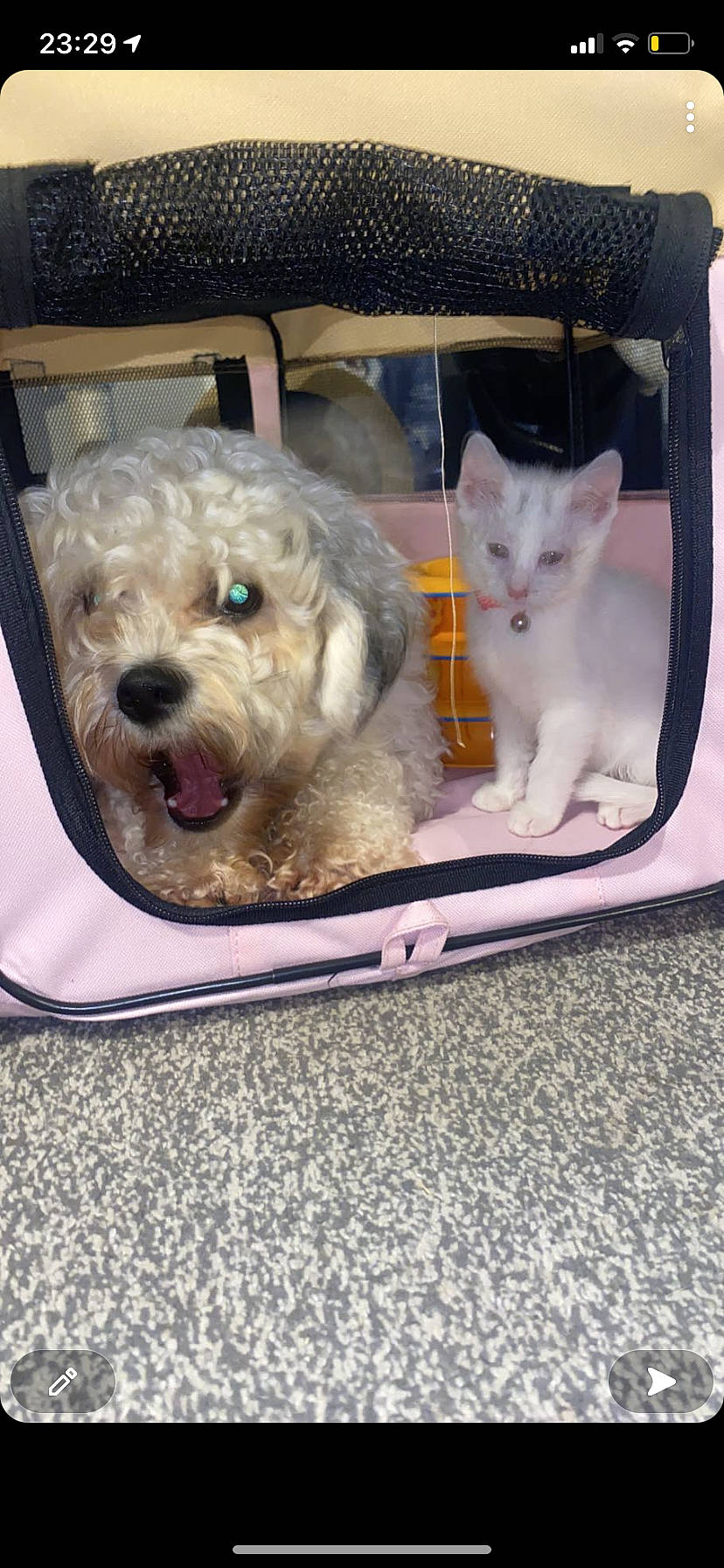 Harley joined the competition — help win amazing prizes! box, canidae, car_seat, carnivore, cat, companion_dog, dog, dog_breed, dog_supply, fawn, felidae, fur, pet_supply, rectangle, small_to_medium_sized_cats, snout, sporting_group, toy_dog, vehicle_door, whiskers