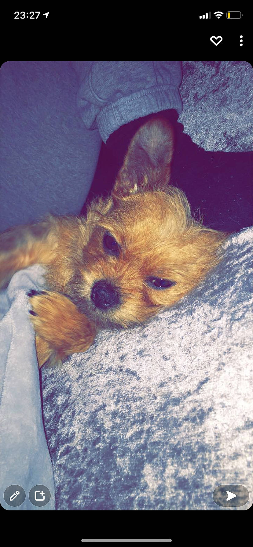 Suki is registered to the contest to win money with this photo: australian_terrier, canidae, carnivore, comfort, companion_dog, dog, dog_breed, fawn, fur, liver, puppy_love, sitting, small_terrier, snout, sporting_group, terrier, toy_dog, whiskers, yorkipoo, yorkshire_terrier