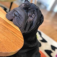 Socrate participe au concours pour gagner de l'argent avec cette photo : dog, black_dog, wrinkles, wooden_table, indoor, pet, animal, resting, sleepy, close_up, fur, blurred_background, floor, carpet, home, domestic, cute, portrait, canine, table_edge