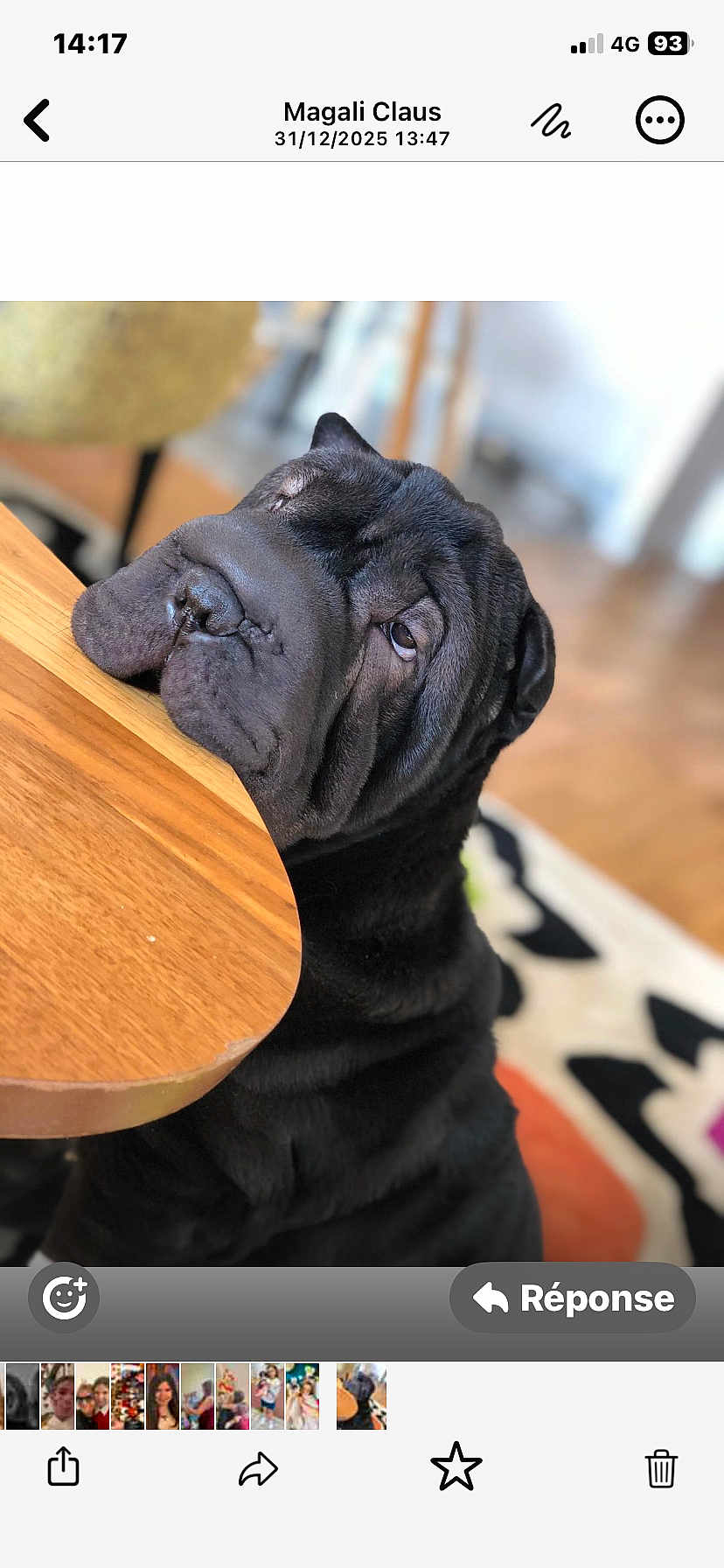 Socrate participe au concours pour gagner de l'argent avec cette photo : dog, black_dog, wrinkles, wooden_table, indoor, pet, animal, resting, sleepy, close_up, fur, blurred_background, floor, carpet, home, domestic, cute, portrait, canine, table_edge