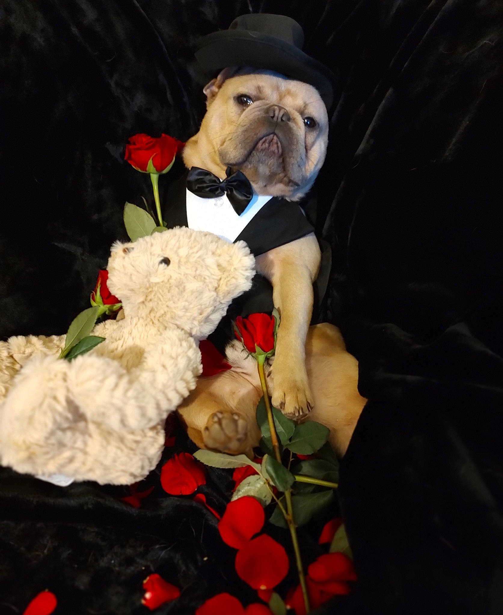 Durk is registered to the contest to win money with this photo: art, artificial_flower, bouquet, carmine, cut_flowers, dog, event, floral_design, floristry, flower, flower_arranging, garden_roses, hat, petal, plant, rose, rose_family, stuffed_toy, teddy_bear, toy