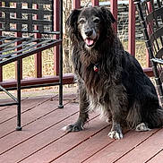 Kito is registered to the contest to win money with this photo: animal, black_dog, canine, collar, daylight, deck, dog, domestic_animal, fur, happy, metal_chair, nature, outdoor, pet, quiet, relaxed, sitting, smiling, tongue_out, wooden_floor