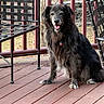 animal, black_dog, canine, collar, daylight, deck, dog, domestic_animal, fur, happy, metal_chair, nature, outdoor, pet, quiet, relaxed, sitting, smiling, tongue_out, wooden_floor