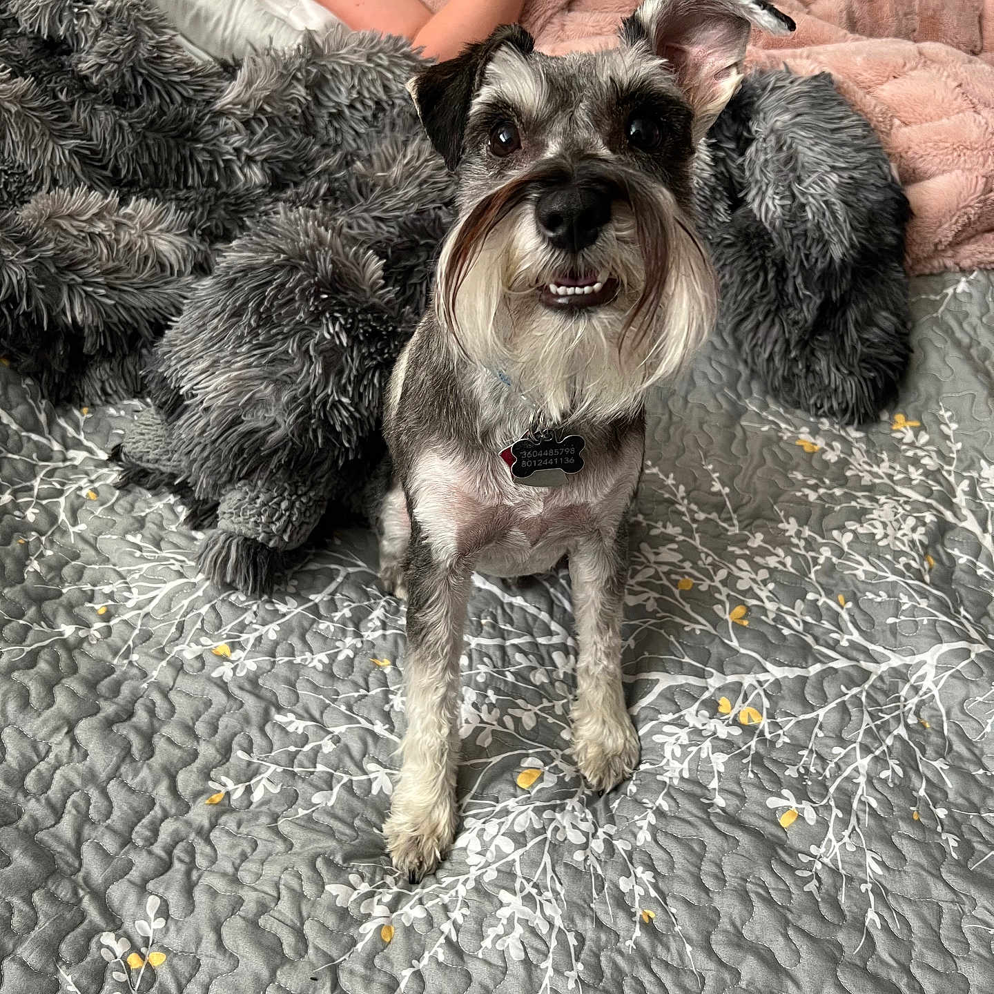 Ranger is registered to the contest to win money with this photo: affenpinscher, animal, baby, bodypart, canine, clothing, cockerspaniel, couch, dog, face, finger, furniture, hand, head, person, pet, poodle, puppy, shorts, terrier