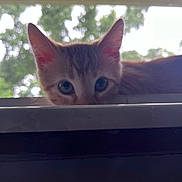 Liam Alexander joined the competition — help win amazing prizes! animal, blurred_background, cat, closeup, curious, cute, domestic_cat, ears, eyes, face, feline, looking, nature, outdoor, peeking, pet, soft_light, whiskers, window, young_cat