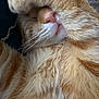 adorable, animal, cat, closeup, cute, face_covering, feline, fluffy, fur, indoor, mammal, nose, orange_tabby, paw, pet, relaxed, sleeping, soft, whisker_pad, whiskers